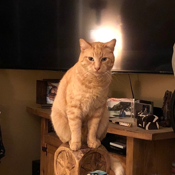 Meet your Posher, Leana - Picture 1 of 1